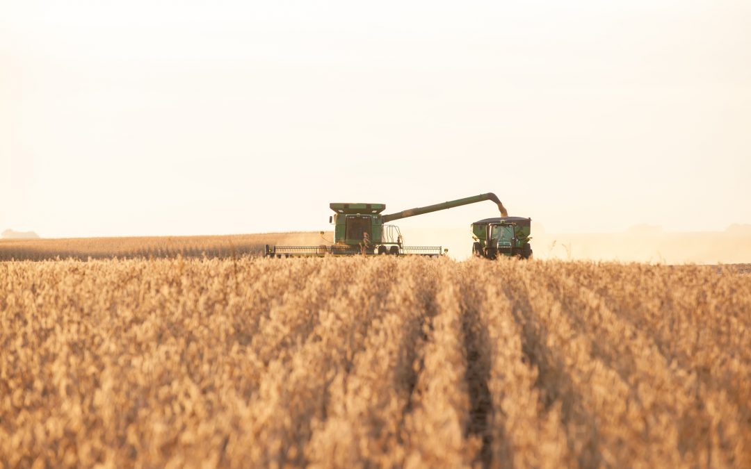 Combine harvester (soybeans) unloading into a grain cart on the go.